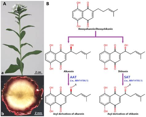 Lithospermum Erythrorhizon And Alkannin Shikonin S Acylation Reactions