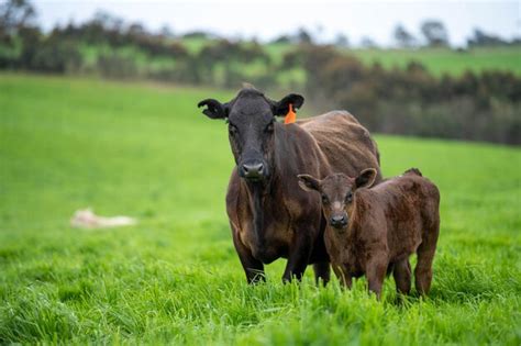 Premium Photo A Cow And Her Calf Stand In A Field