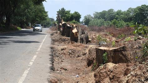 Over Trees To Be Axed For Widening Three Stretches Near