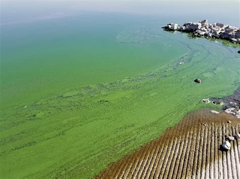 Harmful Algae Blooms - NDOW