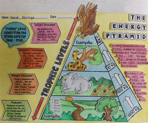 Energy Pyramid Vector Illustration Labeled Biomass Stock Vector Royalty