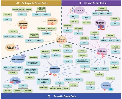 A Mirnas And The Target Gene Interactions Are Reported To Regulate