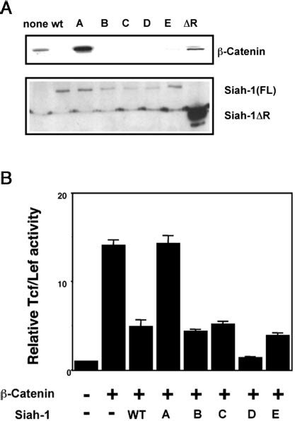 Effect Of Wild Type And Mutant Siah On Catenin Level And Tcf Lef