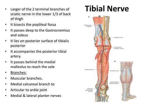 Ppt Back Of The Leg Powerpoint Presentation Id6904035