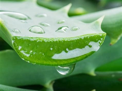 Cómo extraer el gel del Aloe Vera de forma fácil y sin ensuciar todo