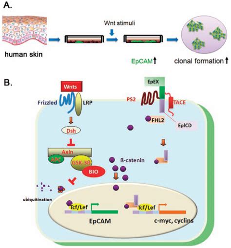 Intracellular Signal Networks Of Wnt Catenin And Epcam Pathways For