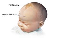 Onde Fica A Moleira Do Bebê - Ciências e Biologia: A MOLEIRA DO BEBÊ