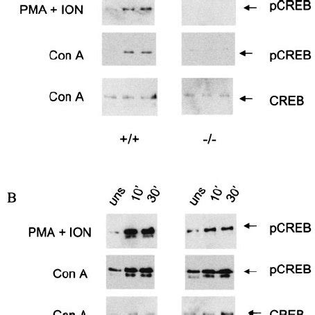 Stimulated Cd Memory Phenotype T Cells From Camkiv Mice