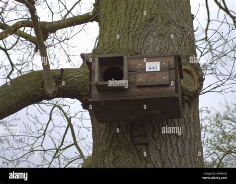 Barn Owl Box On Tree Trunk As Supplied By The Barn Owl Centre Stock