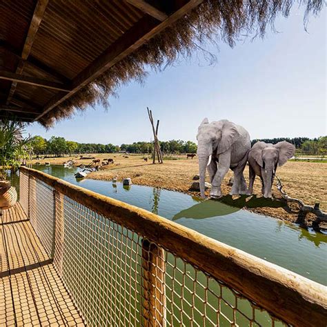 Safari Lodges - A Luxury Safari Experience | West Midland Safari Park