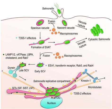 Endomembrane Remodeling And Dynamics In Salmonella Infection