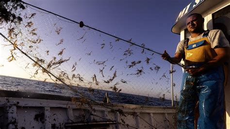 La expansión del alga asiática la ruina de los pescadores andaluces