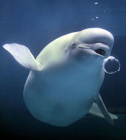 Beluga Whales - Beluga Whales Photo (3197199) - Fanpop