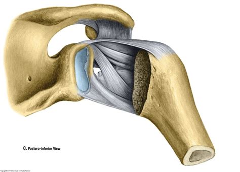 Shoulder Ligaments Postero Inferior Diagram Quizlet