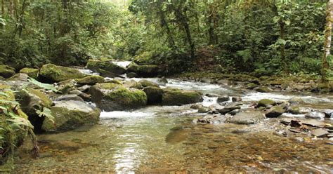 Los Cedros Reserve In Ecuador Created With Grant From Australian