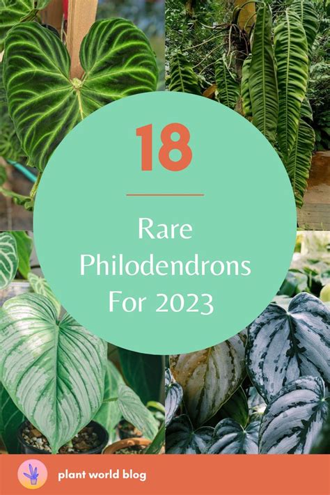 Rare Philodendron Varieties for 2023 | Philodendron, Philadendron plant ...