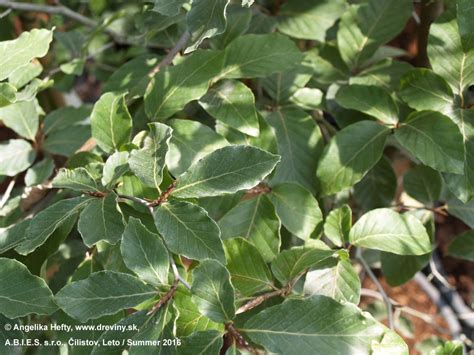 Buk Lesn Dawyck Gold Zlat S Obrastom Kmienka Fagus Sylvatica