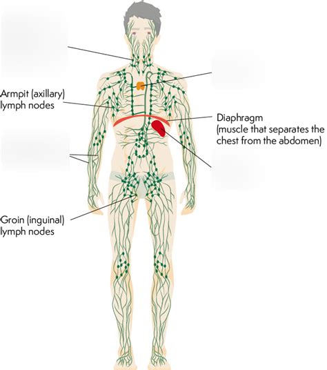 Lymphatic System Diagram Quizlet