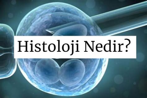 Histolojik İncelemede Boyama İşlemi Nasıldır HayataRehber