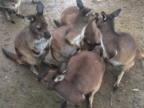 pawsitively wild animal encounters photos 9