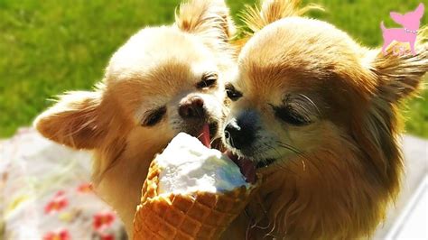 5 Best Dog Friendly Ice Creams You Can Buy Dogcrunch