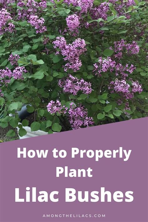 How To Properly Plant Fragrant Lilac Bushes Lilac Bushes Lilac Plant Lilac Gardening