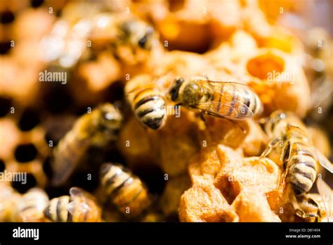 Bees Working On Honeycomb Stock Photo Alamy