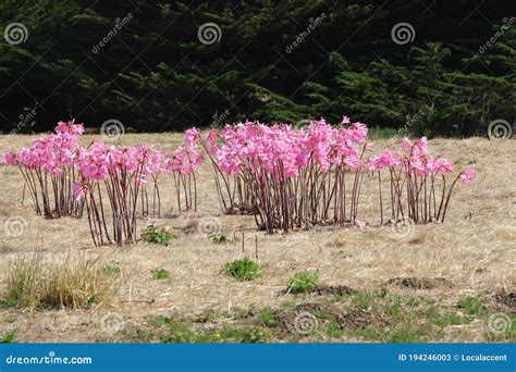 Pink Amaryllis Belladonna Or Naked Ladies Flowers Stock Image Image