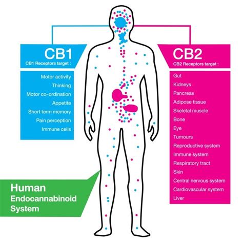 The Human Endocannabinoid System Ecs Periodic Edibles