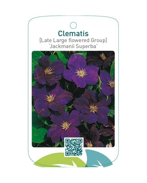 Etiquetas De Clematis Late Large Flowered Group Jackmanii Superba