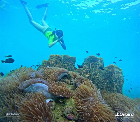 Private Snorkeling Trip To Half Moon Reef Coral Mountain In Phu Quoc