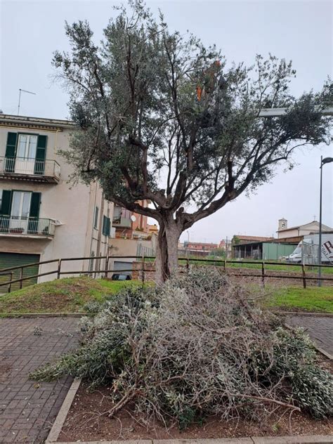 Cerveteri Potati Gli Olivi Del Granarone E Del Parco Della Legnara