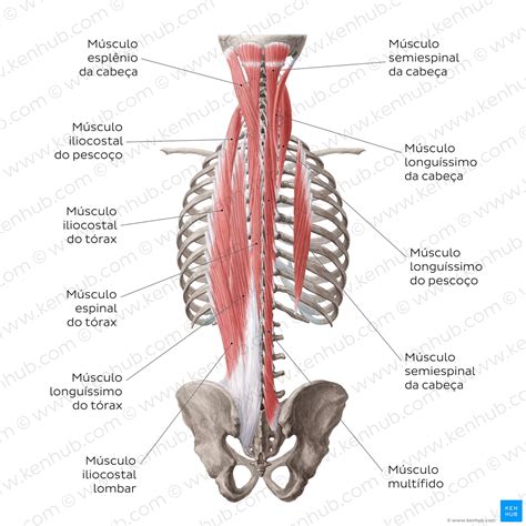 Musculos Do Dorso