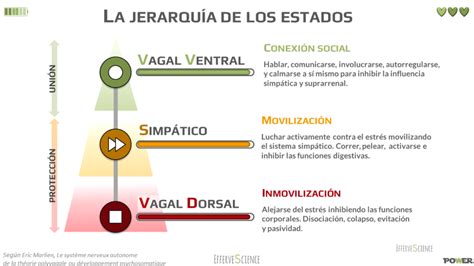 Teor A Polivagal Illustrada Effervescience