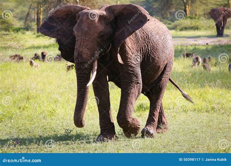 Big elephant stock image. Image of green, jeep, light - 50398117