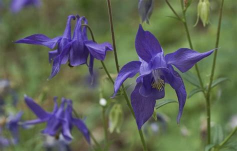 Wallpaper Macro Flowers Purple Lilac The Catchment Aquilegia For