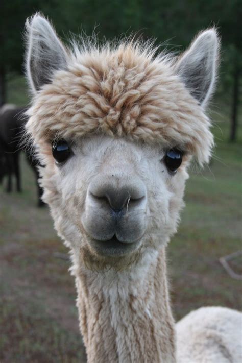 Pin By Nerissa Johnson On I Heart My Llamas In 2024 Animals Beautiful