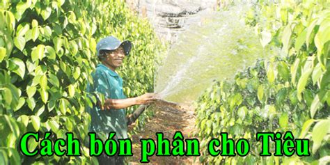 Quy trình kỹ thuật bón phân cho cây tiêu theo chuẩn