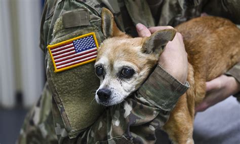 What Are Military Dogs Called