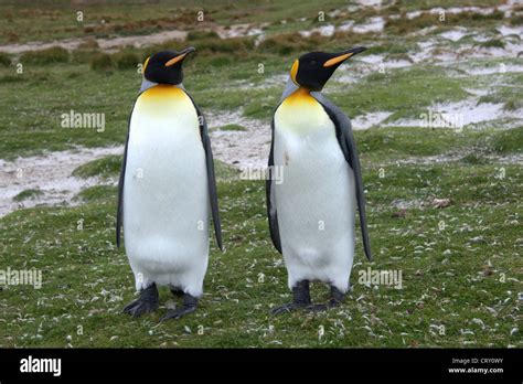 King Penguins At Volunteer Point East Falkland Island Stock Photo Alamy