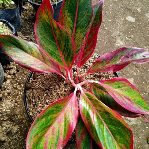 Jual Tanaman Aglaonema Lipstick Siam Aurora Shopee Indonesia