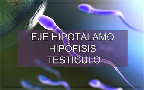 EJE HIPOTALAMO HIPOFISIS TESTICULO PPT