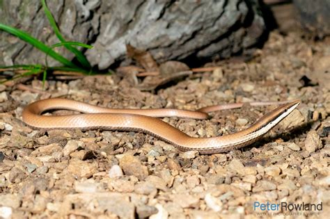 Burtons Legless Lizard Burton S Legless Lizard Encyclopedia Of Life