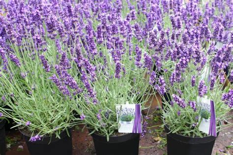 Lavandula Angustifolia Review, Benefits, Uses Side Effects, 40% OFF