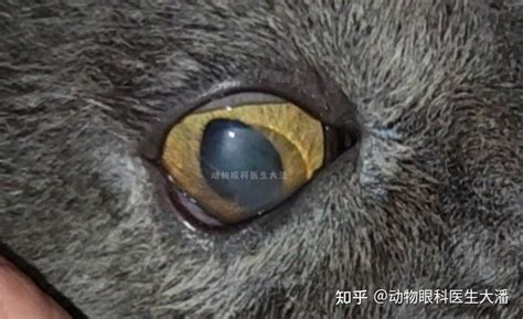 （滨州病例）猫眼睛红肿发炎、角膜溃烂、发白，滴药治疗痊愈 知乎