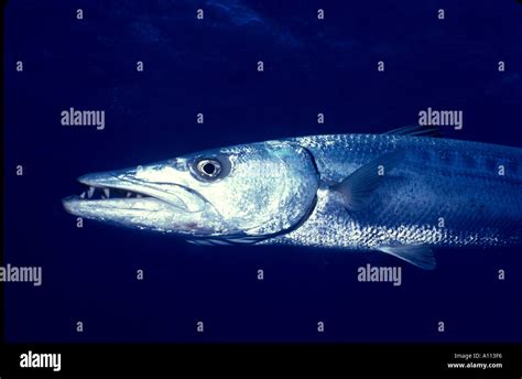 A LOOK AT THE FACE AND TEETH OF A GREAT BARRACUDA Sphyraena barracuda IN THE WATERS OF THE ...