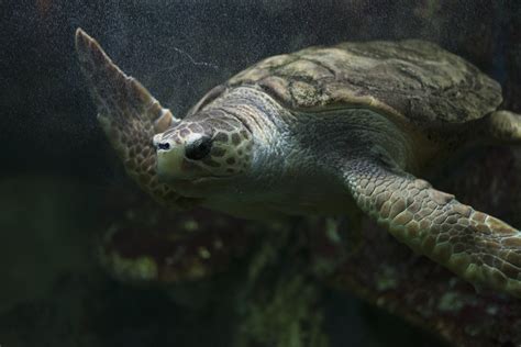 Tortue Oc Arium Du Croisic Loire Atlantique France Millon Sophie