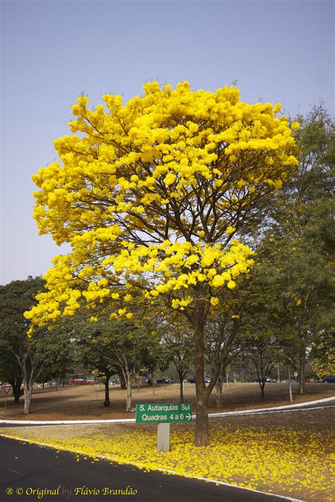 S Rie O Ip Amarelo Em Bras Lia Brasil Series Wi Flickr