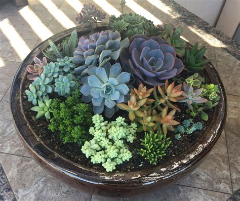 Collection Pictures How To Plant Succulents In Glass Containers Sharp