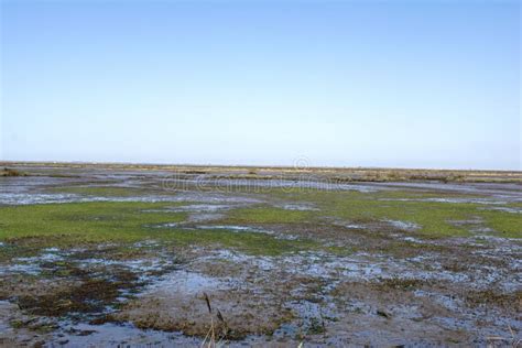 Marshy Landscape At The End Of The Winter Season Stock Image Image Of